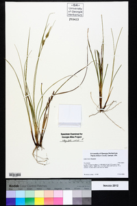 Carex tenax image