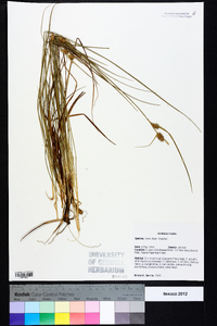 Carex tenax image