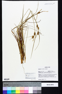 Carex tenax image