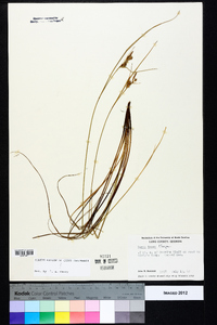 Carex tenax image