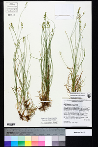 Carex texensis image