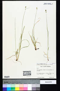 Carex texensis image