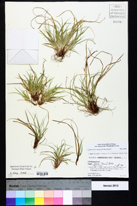 Carex tonsa image