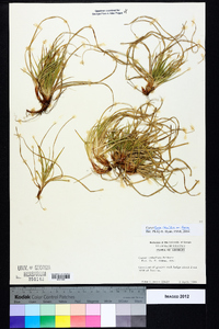 Carex tonsa image