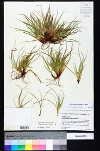 Carex tonsa image