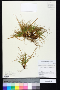 Carex tonsa image