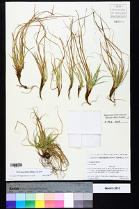 Carex tonsa image