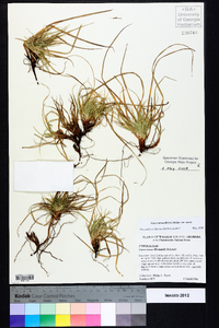 Carex tonsa image