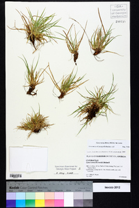 Carex tonsa var. tonsa image