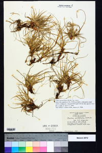 Carex tonsa image