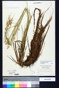 Carex turgescens image