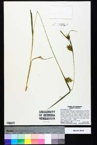 Carex turgescens image