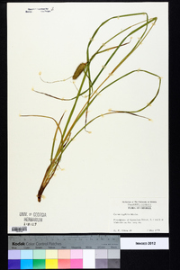 Carex typhina image