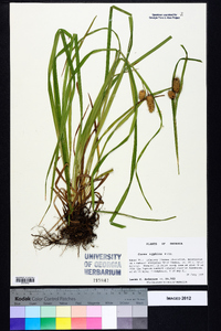 Carex typhina image