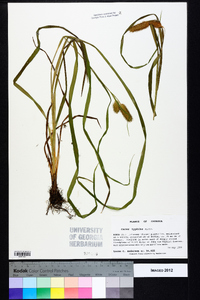 Carex typhina image