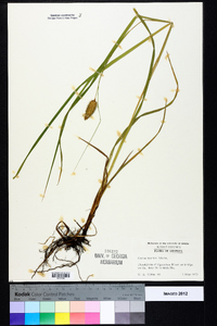 Carex typhina image