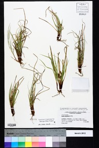 Carex umbellata image