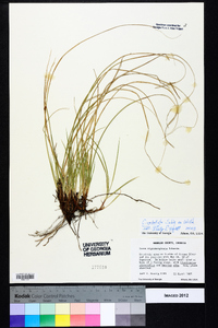 Carex umbellata image