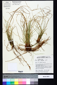 Carex umbellata image