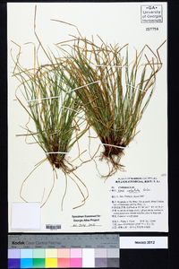Carex umbellata image