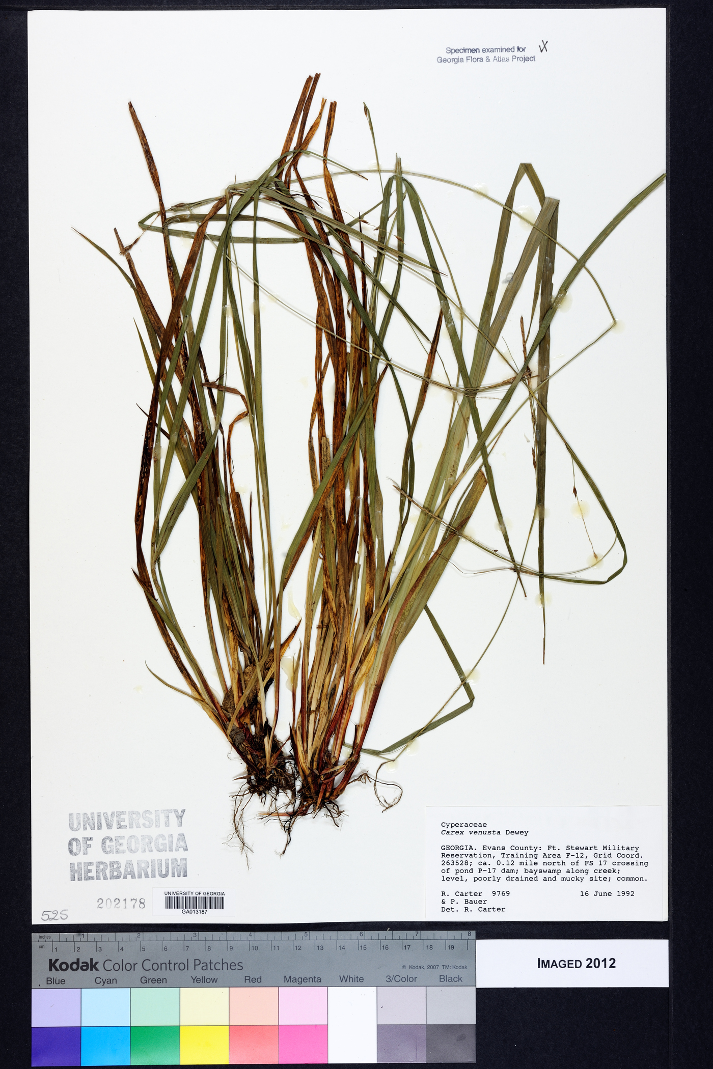 Carex venusta image