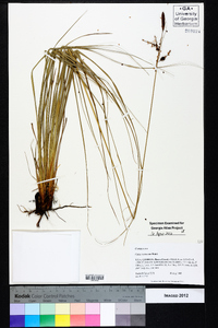 Carex verrucosa image