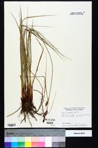 Carex verrucosa image