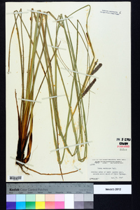 Carex verrucosa image