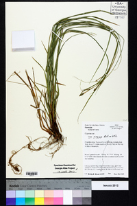 Carex virescens image