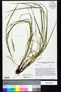 Carex virescens image