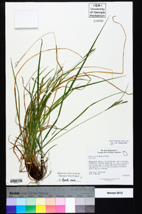 Carex virescens image