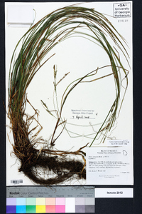 Carex virescens image