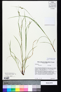 Carex virescens image