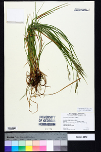 Carex virescens image