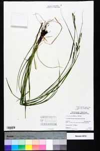 Carex virescens image