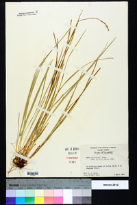 Carex willdenowii image