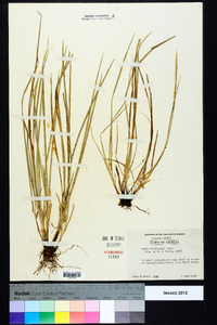 Carex willdenowii image