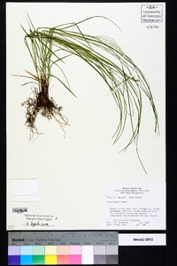 Carex woodii image