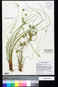 Cyperus acuminatus image