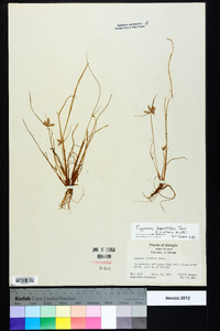 Cyperus bipartitus image