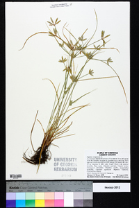 Cyperus compressus image