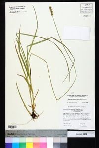 Carex bromoides image