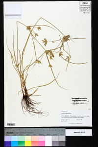 Cyperus compressus image