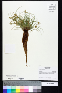 Cyperus compressus image