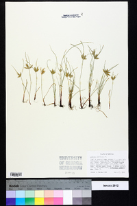 Cyperus compressus image