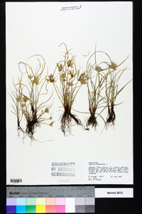 Cyperus compressus image