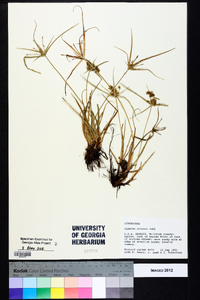 Cyperus croceus image