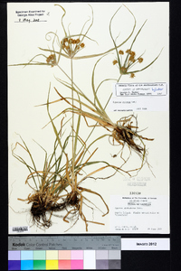 Cyperus croceus image