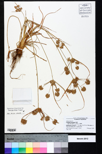 Cyperus croceus image