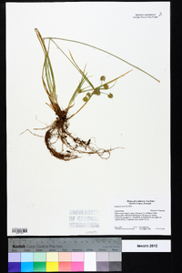 Cyperus croceus image